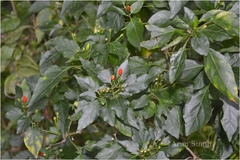 Capsicum frutescens